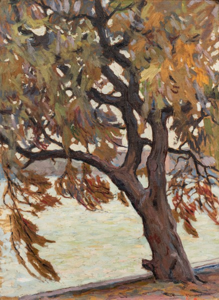 Le tamaris à Ciboure